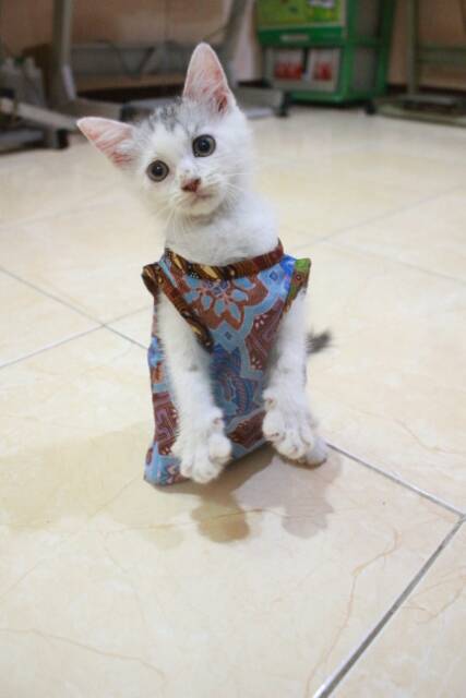 Baju batik biru merah untuk kucing dan anjing lucu / baju kucing murah meriah size S M L XL