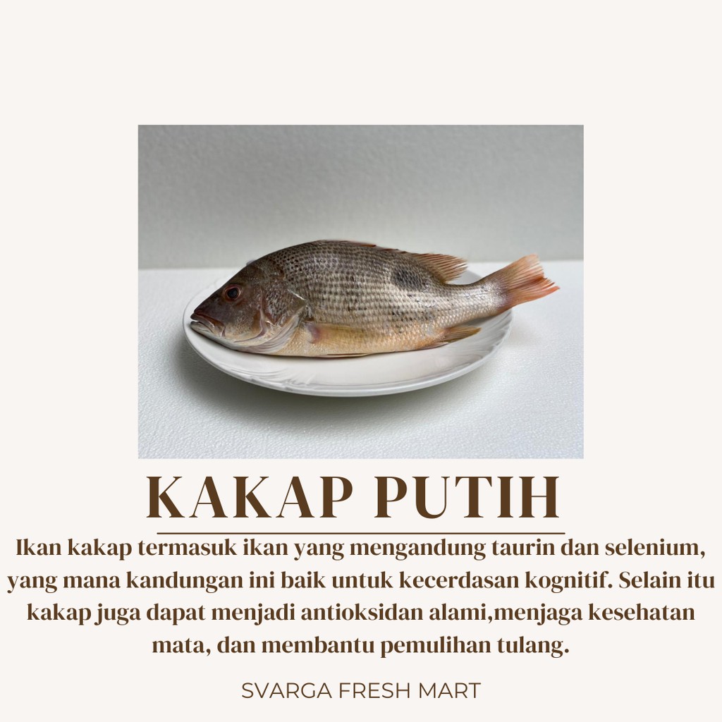 

Kakap Putih