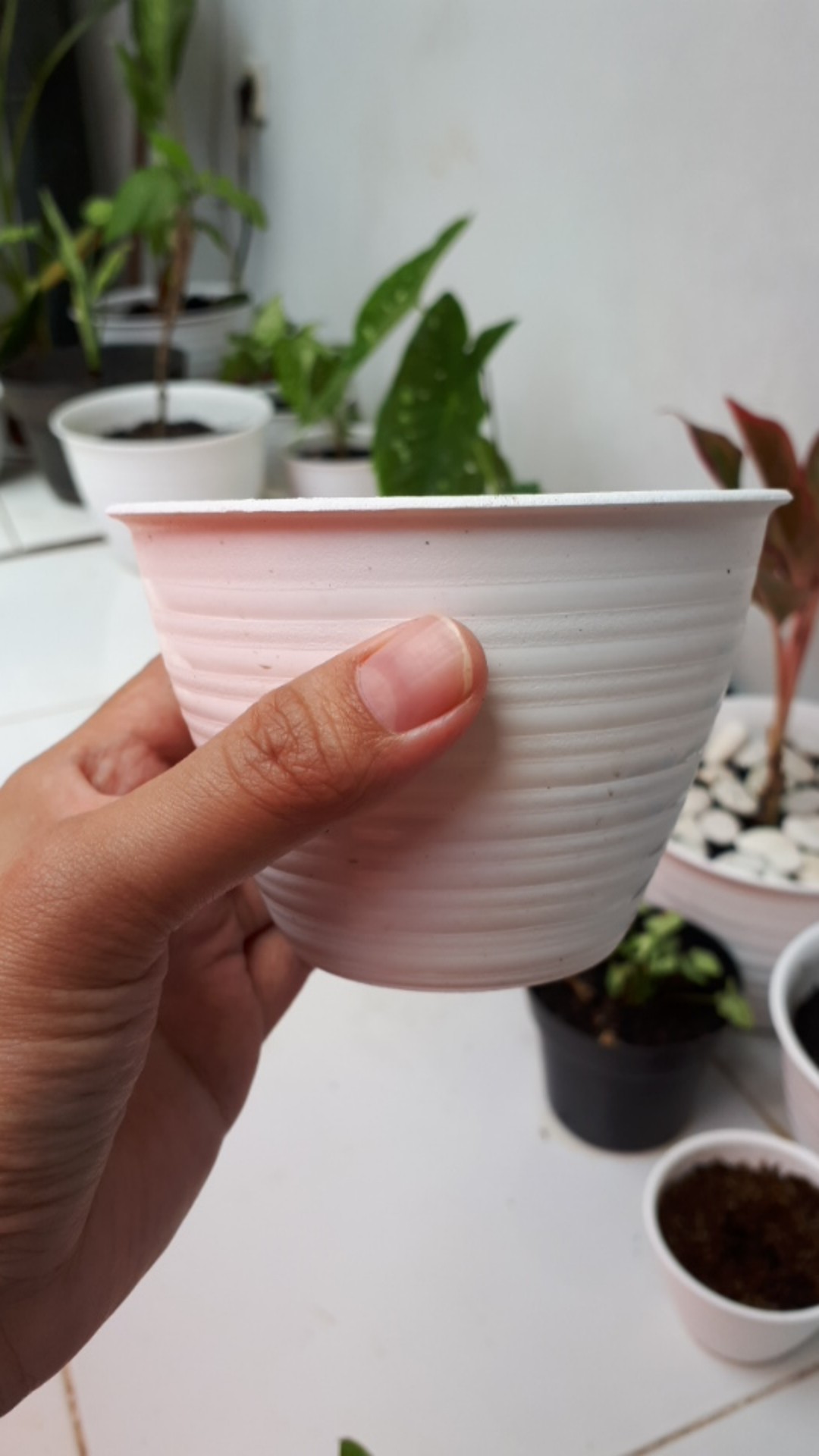 Pot Bunga Tawon Putih 10cm