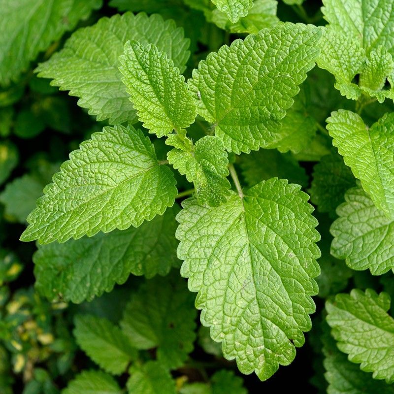 Benih Bibit Biji - Lemon Balm Herb Melissa officinalis Seeds - IMPORT