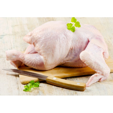 

Fresh Ayam krakas tanpa kaki