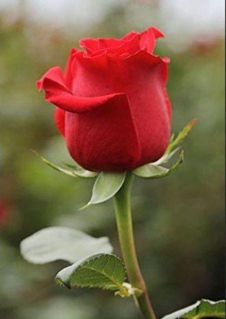 Atasan Batik Lengan Panjang Tunik Batik Nadisha