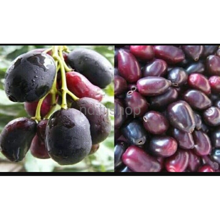 

BUAH JAMBLANG ( PROMO KHUSUS GOJEK)