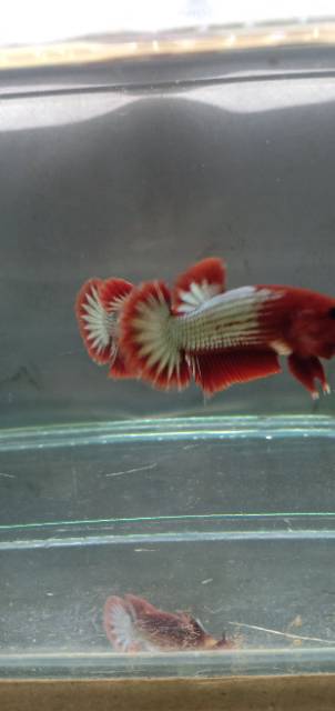 Paket ikan cupang fccp ws 1 pasang / 2 ekor