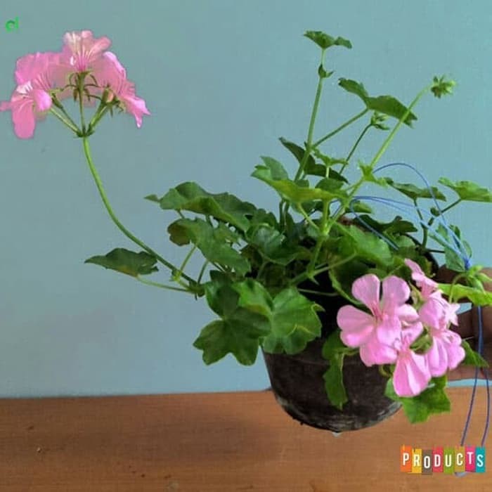 Tanaman hias gantung Geranium bunga pink / geranium light pink - BAKUL KEMBANG