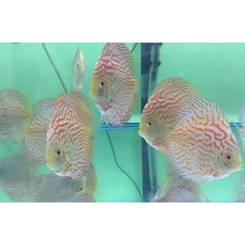 ikan discus mozaik