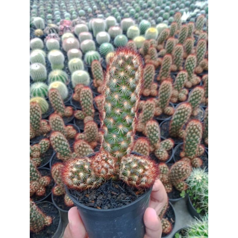 Mammillaria elongata duri merah cluster - ownroot -
