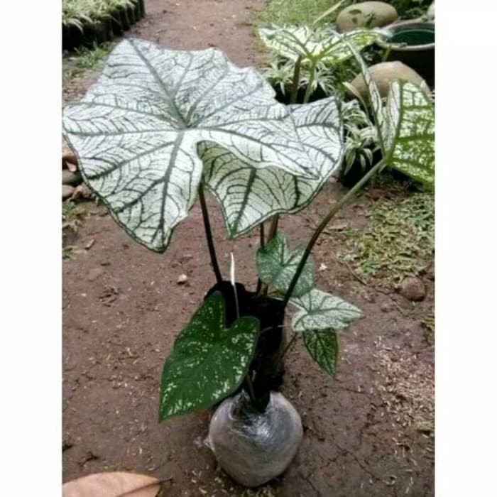 Tanaman hias caladium beauty thai white keladi putih