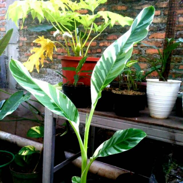 baguswarjianto