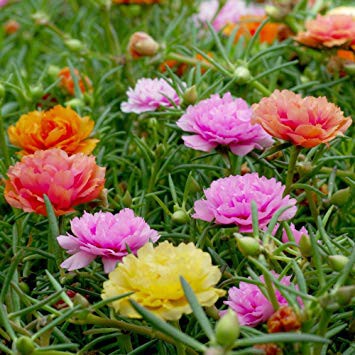 Benih-Bibit Bunga Moss Rose Double Mix (Haira Seed)