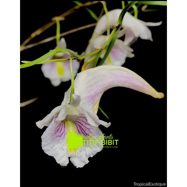 anggrek spesies dendrobium lineariflorum