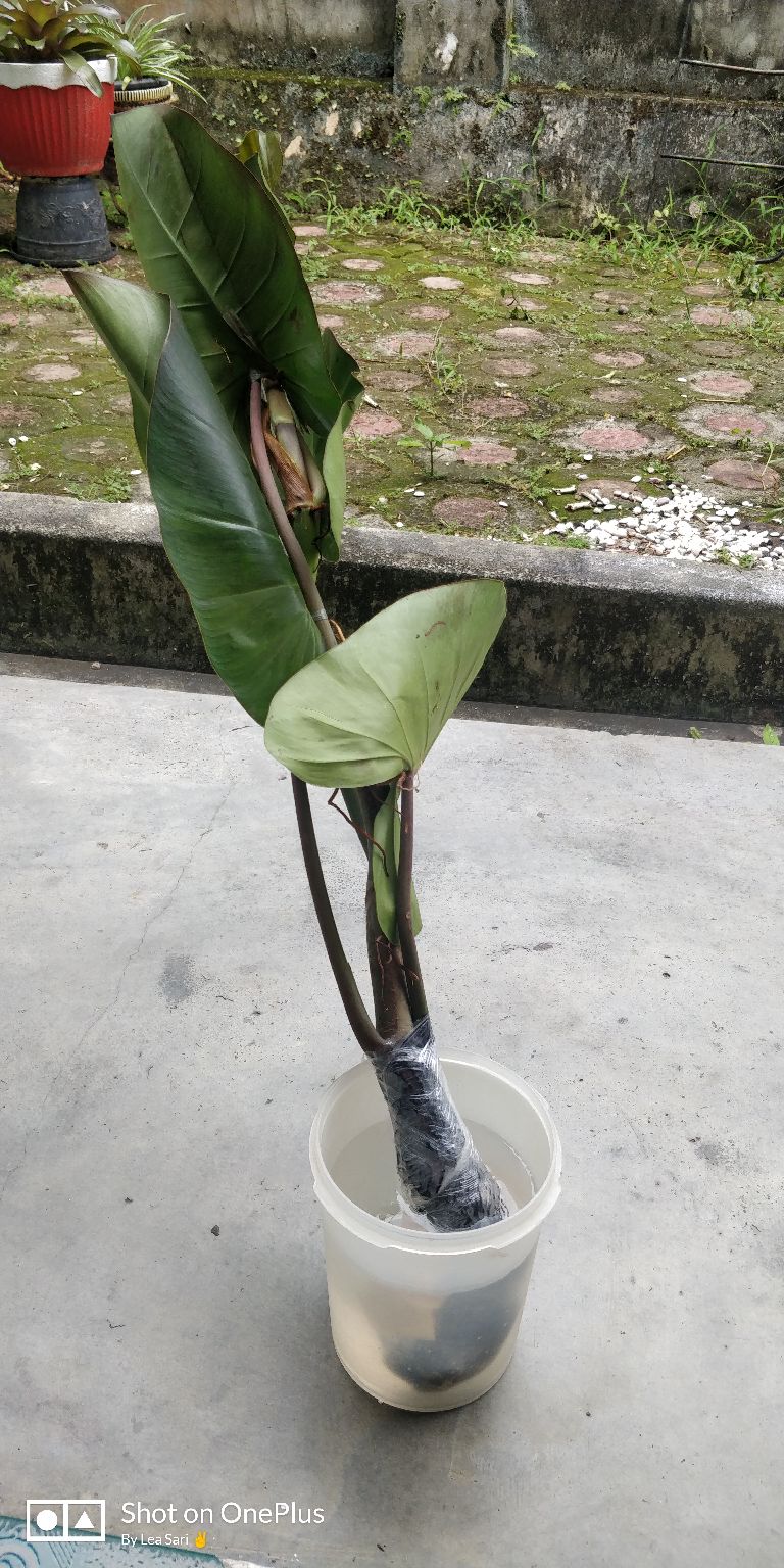 Tanaman Hias Philodendron Corcovanda Kw