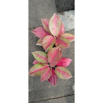 SUPER RED EXOTIC - Tanaman Hias Aglonema / Aglonema