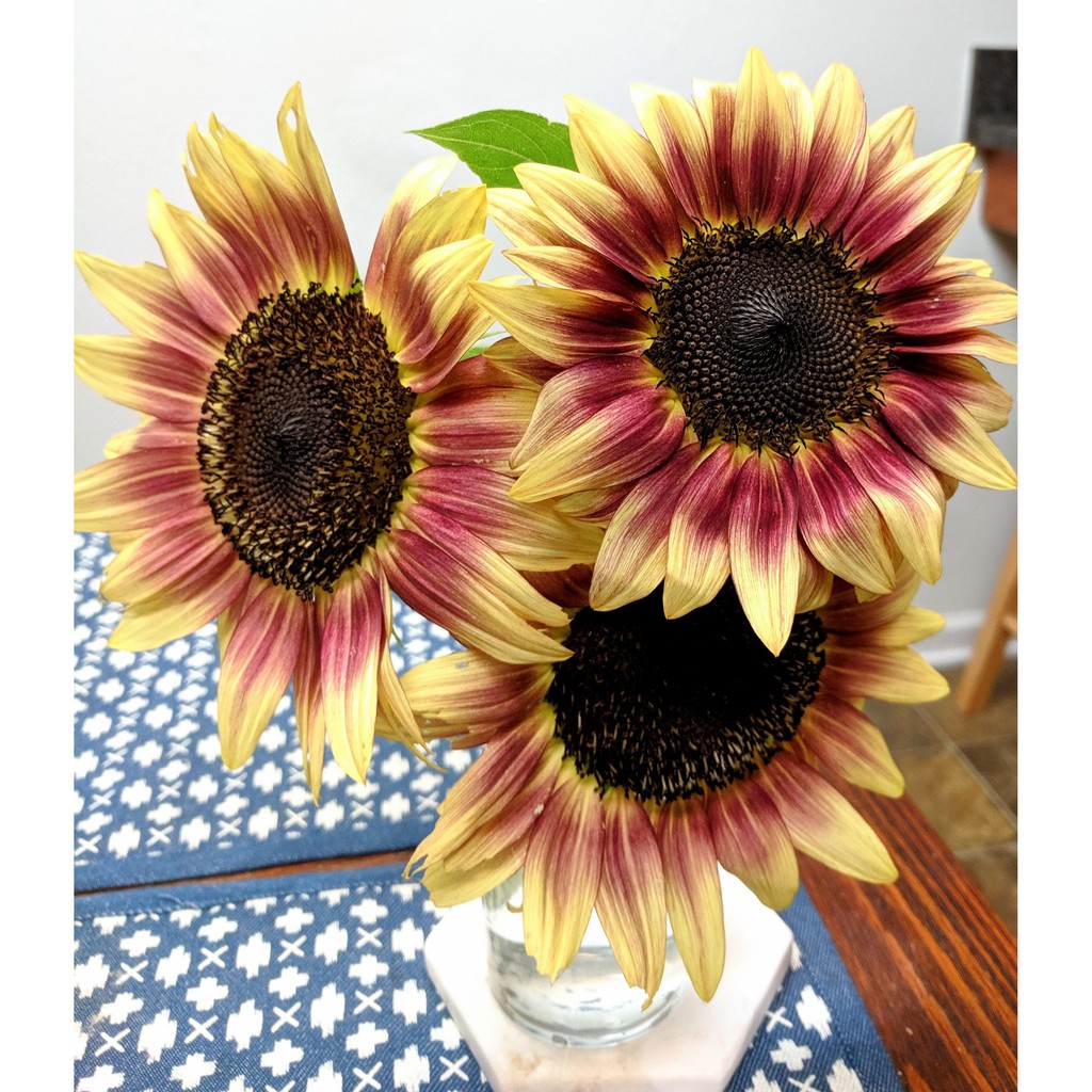 Benih Bibit Biji - Sunflower Ruby Eclipse Red Bunga Matahari Merah Cream Flower Seeds - IMPORT