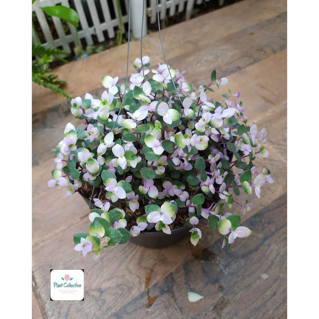 TANAMAN HIAS KRIBO TANAMAN GANTUNG Shopee Indonesia TANAMAN HIAS KRIBO TANAMAN GANTUNG Shopee Indonesia