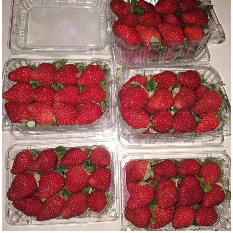 

STRAWBERRY FRESH pack sedang/BUAH STRAWBERRY FRESH