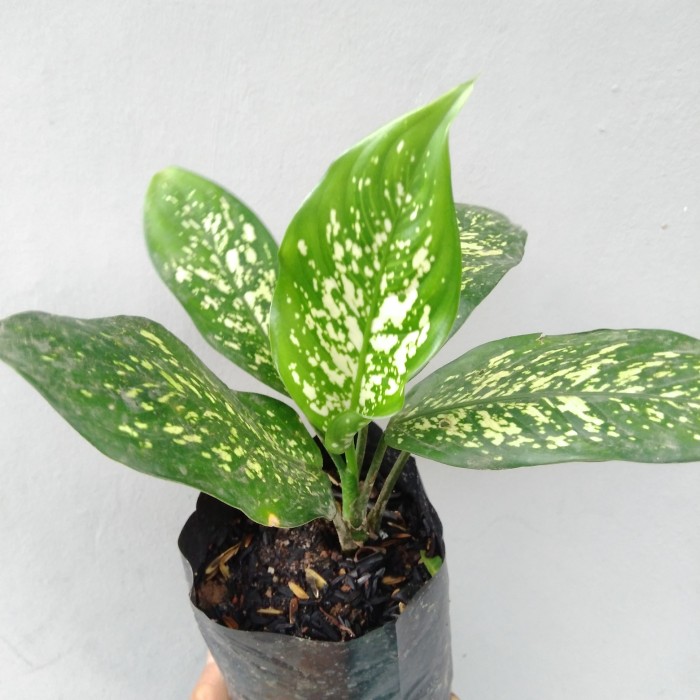 Tanaman hias dieffenbachi, sri rejeki, beras wutah, blanceng