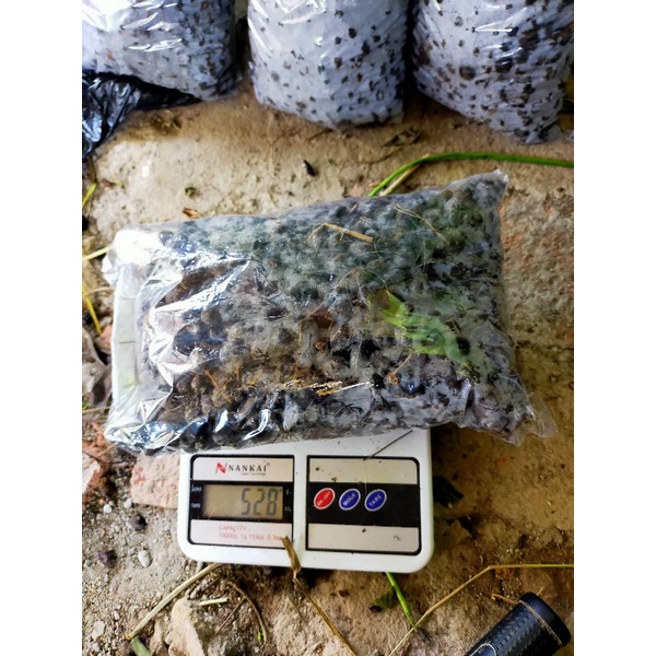 Kohe kotoran kambing | kohe | pupuk