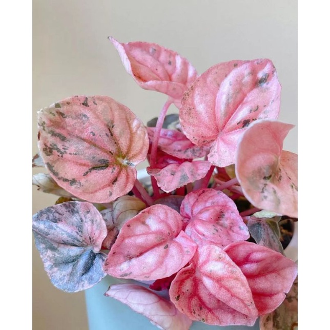 peperomia pink lady / peperomia Variegata