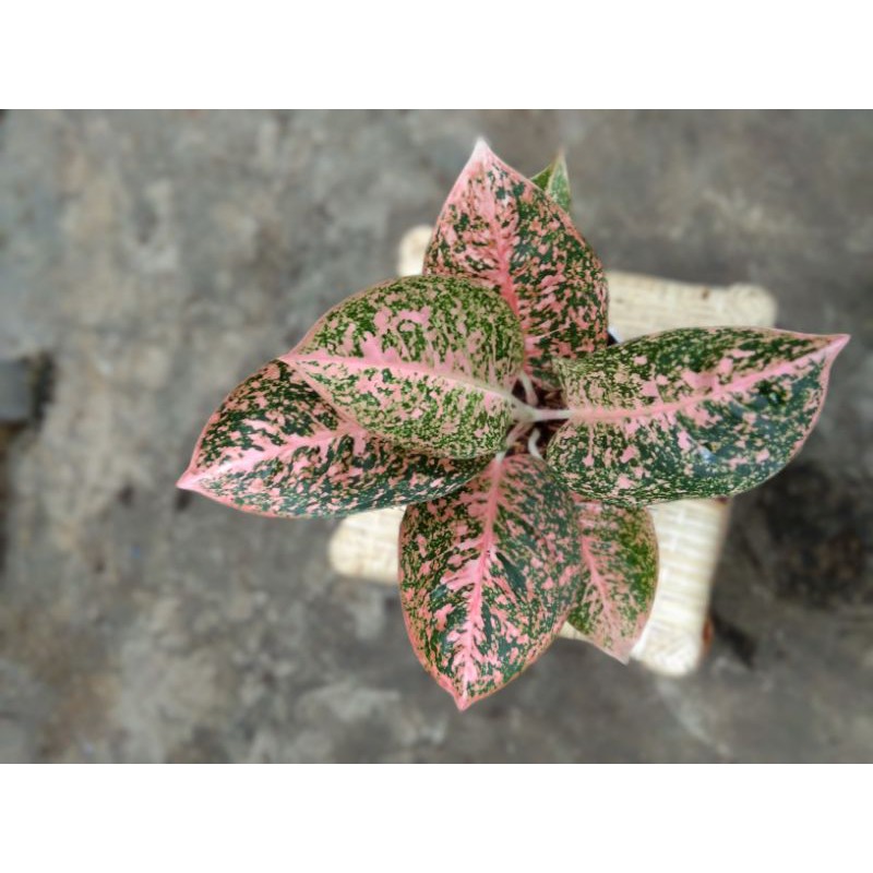 aglaonema stardust orange dewasa