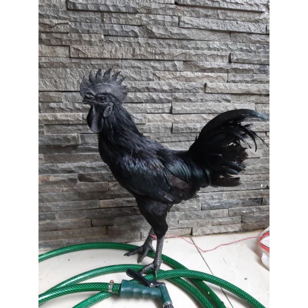 

TELUR AYAM HIAS CEMANI LH SIAP DI TETASKAN