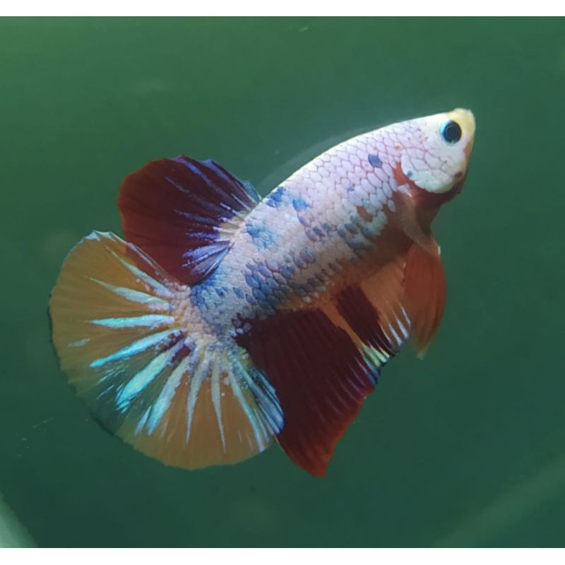 

Ikancupang