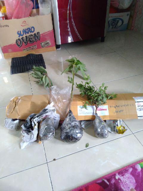 Tanaman Alpukat Mentega (tinggi 40-60 Cm)