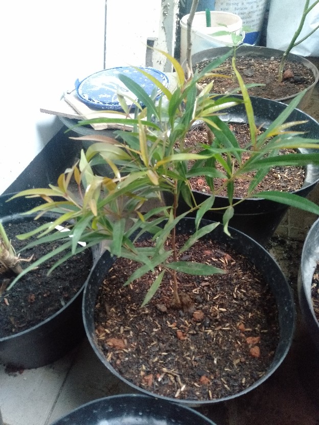 Bibit Tanaman Pucuk Merah Bibit Pohon Pucuk Merah Tanaman Hias Daun Pucuk Merah