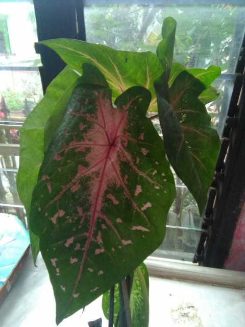 Tanaman Hias Keladi Lipstik Pink Tanaman Hias