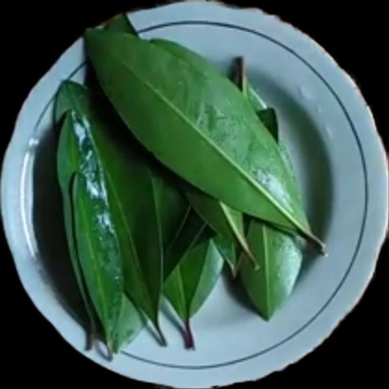 

Daun lempeni segar 25 lembar herbal tumor dan kangker