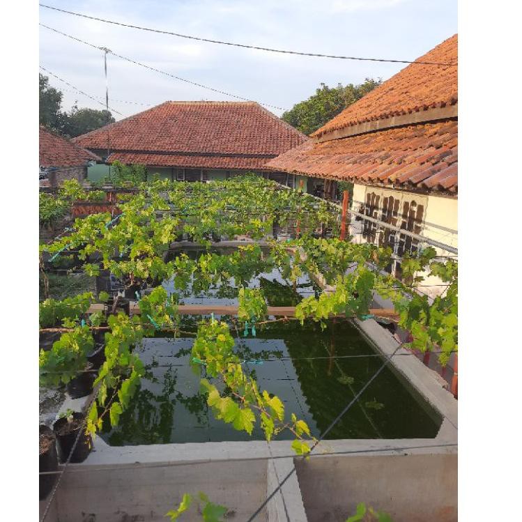 Topϟsale KABEL RAMBATAN ANGGUR