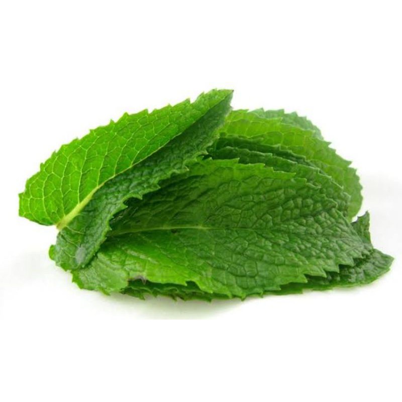 

Daun Mint Segar