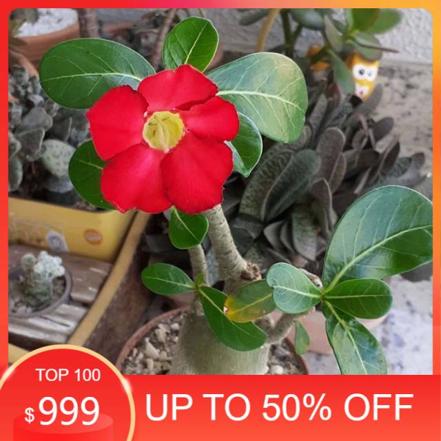 bibit tanaman adenium bunga merah bonggol besar bahan bonsai kamboja jepang