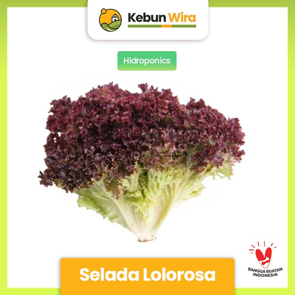 

Selada Lolorosa Hidropoik 200 gram Kebun Wira