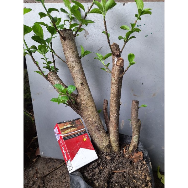 bahan bonsai gulgum gulo gumantung real pic.