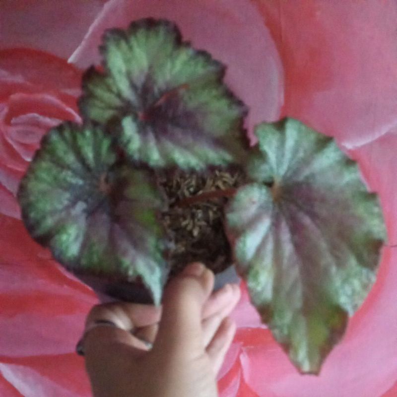 Begonia keong merah