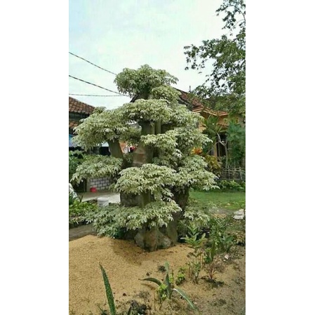 entres randu variegata randu putih untuk stek pucuk, sambung pucuk bonsai