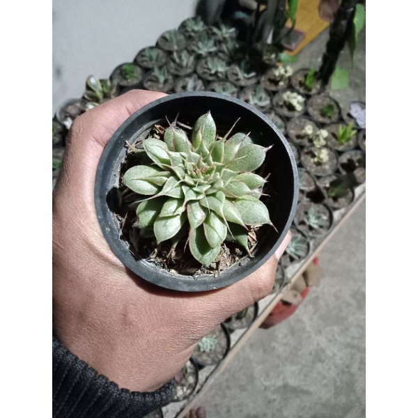 sekulent grapto felifelum sirver