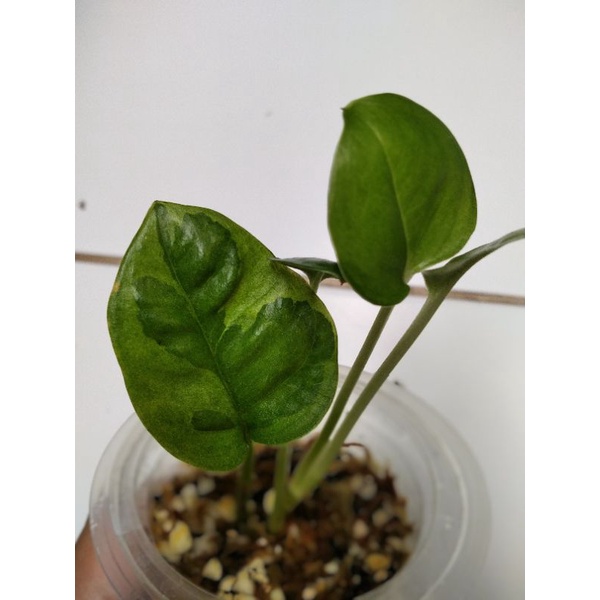 njoy kuning njoy emerald njoy yellow