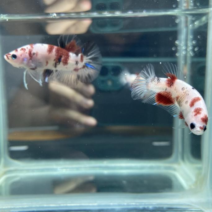 Ready Ikan Cupang 1 Pair Koixy