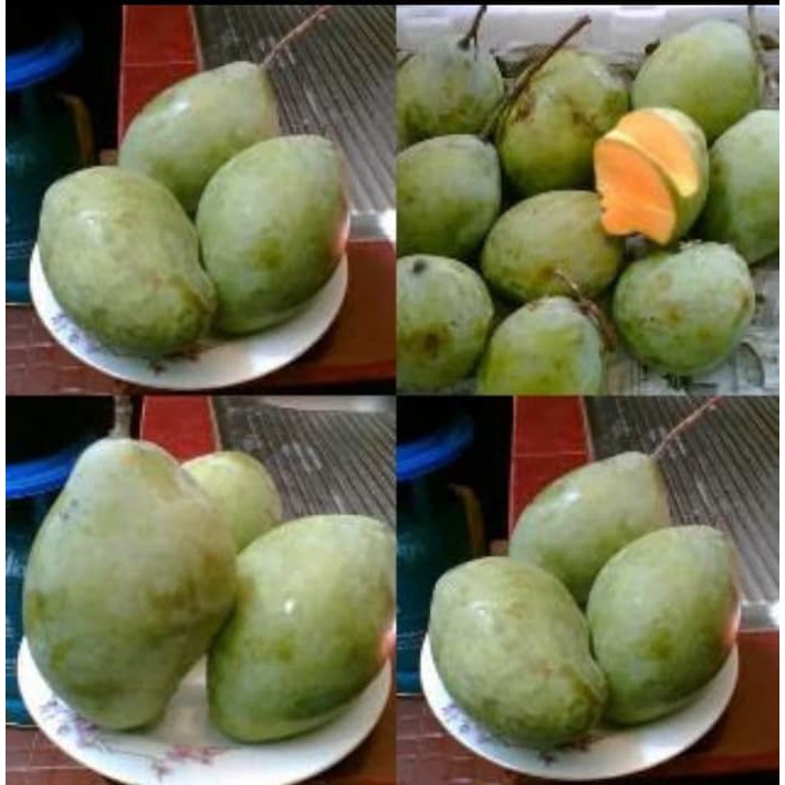 Bibit Buah Mangga Cengkir Indramayu