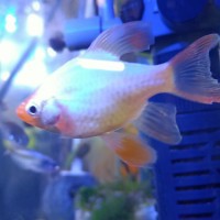 ikan sumatra albino slayer