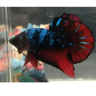 Sepasang Ikan Cupang Avatar Black Vampire