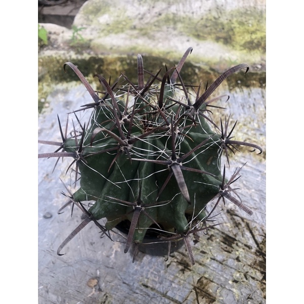 ferrocactus fero kaktus