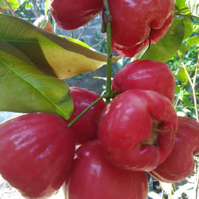 jambu red