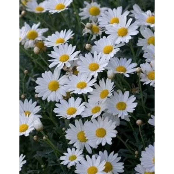 tanaman aster pikok putih