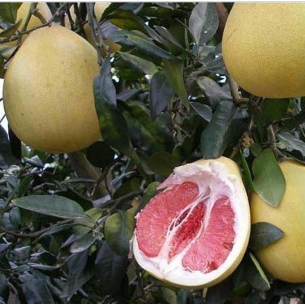 R% Bibit Jeruk Pamelo Bali (Jeruk Pamelo Madu) Kd1