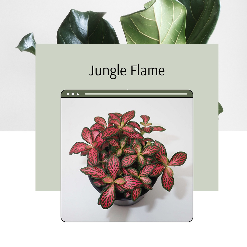 FITTONIA JUNGLE FLAME FITTONIA IMPORT JUNGLE FLAME