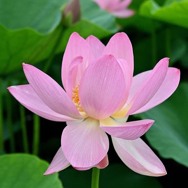 Benih Bibit Biji - Bunga Lotus PINK BEAUTY Tanaman Air Seroja Teratai Flower Seeds - IMPORT