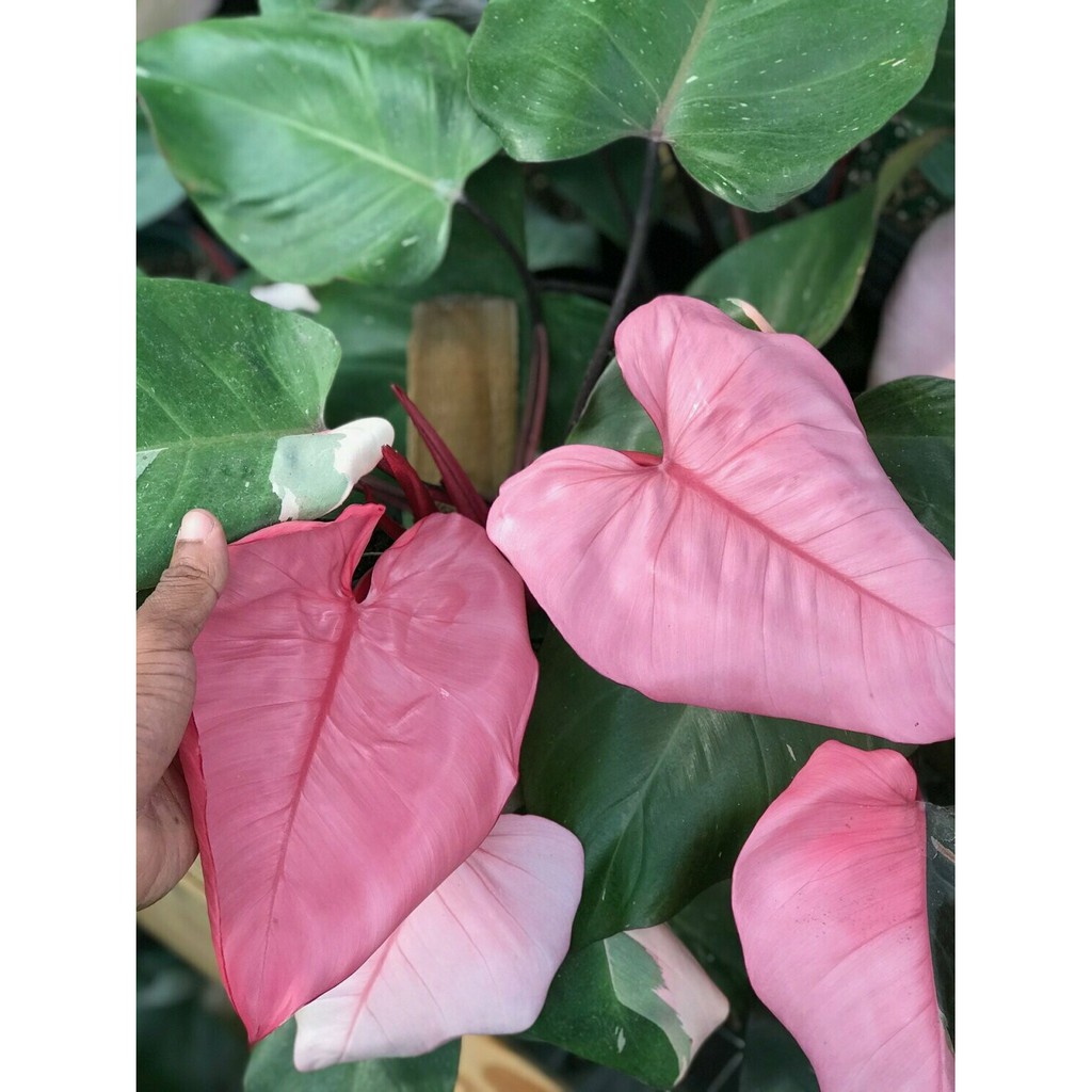 philodendron pink dark lord